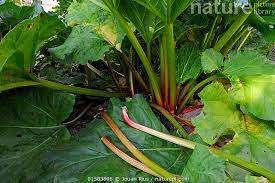 Attēlu rezultāti vaicājumam “Rheum rhabarbarum fruit”