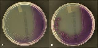 Attēlu rezultāti vaicājumam “Enteridium variabile”