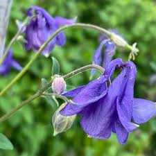 Image result for Akelei