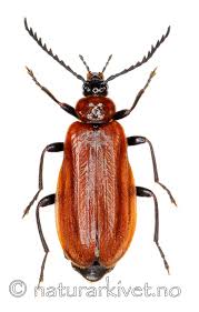 Attēlu rezultāti vaicājumam “Schizotus pectinicornis”