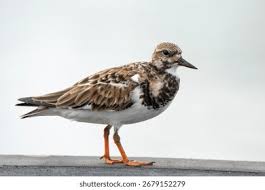 Attēlu rezultāti vaicājumam “Arenaria interpres”