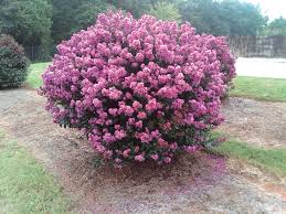 Image result for Lagerstroemia