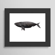 Image result for Eubalaena glacialis