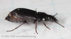 Attēlu rezultāti vaicājumam “Pterostichus sp.”