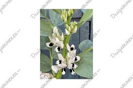 Attēlu rezultāti vaicājumam “Vicia faba flower”