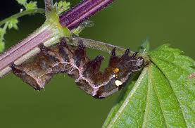 Attēlu rezultāti vaicājumam “Abrostola triplasia”