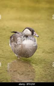 Attēlu rezultāti vaicājumam “Anser anser juvenile”