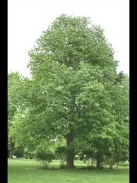 Attēlu rezultāti vaicājumam “Tilia americana”