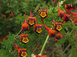 Attēlu rezultāti vaicājumam “Tropaeolaceae”