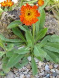Image result for Hieracium aurantiacum
