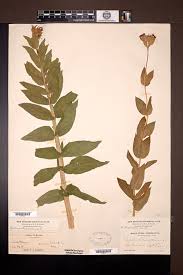 Attēlu rezultāti vaicājumam “Silene chalcedonica leaf”