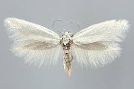 Attēlu rezultāti vaicājumam “Elachista argentella”