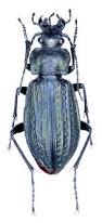 Attēlu rezultāti vaicājumam “Carabus granulatus”