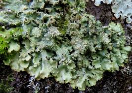 Attēlu rezultāti vaicājumam “Punctelia subrudecta”