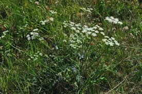 Image result for Pimpinella saxifraga
