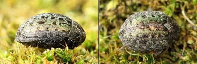 Attēlu rezultāti vaicājumam “Cytilus sericeus”