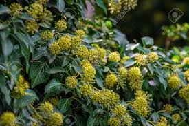 Attēlu rezultāti vaicājumam “Hedera helix  flower”