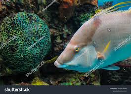 Image result for Lachnolaimus maximus