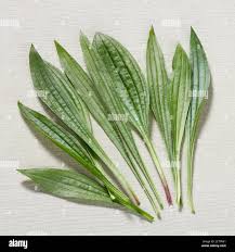 Attēlu rezultāti vaicājumam “Plantago lanceolata leaf”
