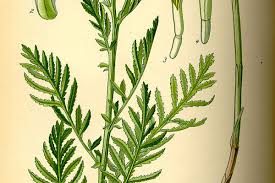 Attēlu rezultāti vaicājumam “Tanacetum vulgare leaf”