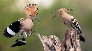 Image result for hoepoe