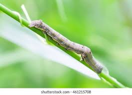 Attēlu rezultāti vaicājumam “Erannis defoliaria imago”