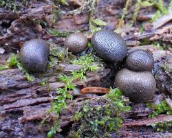 Attēlu rezultāti vaicājumam “Lycogala sphaeroconicum”