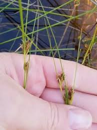 Attēlu rezultāti vaicājumam “Rhynchospora fusca”