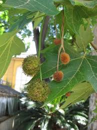 Attēlu rezultāti vaicājumam “Platanus x hispanica (syn. Platanus x acerifolia)”