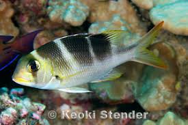 Image result for Monotaxis grandoculis