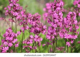 Attēlu rezultāti vaicājumam “Silene viscaria bud”