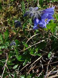 Attēlu rezultāti vaicājumam “Polemonium caeruleum bud”