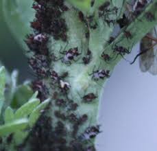 Attēlu rezultāti vaicājumam “Macrosiphoniella absinthii”