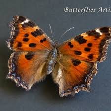 Attēlu rezultāti vaicājumam “Nymphalis xanthomelas”