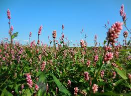 Attēlu rezultāti vaicājumam “Persicaria maculosa”