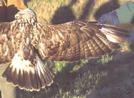 Attēlu rezultāti vaicājumam “Buteo lagopus adult”