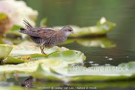 Image result for Porzana parva