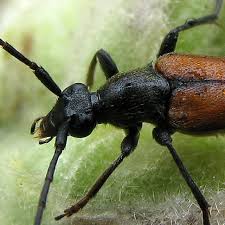 Attēlu rezultāti vaicājumam “Stenurella melanura”