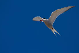 Attēlu rezultāti vaicājumam “Sterna”