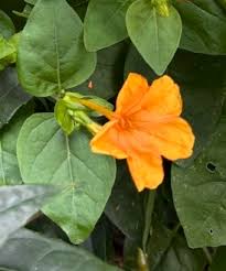 Image result for Mirabilis jalapa