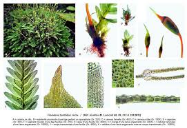 Attēlu rezultāti vaicājumam “Fissidens taxifolius sporophyte”