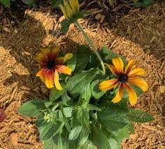 Image result for Rudbeckia