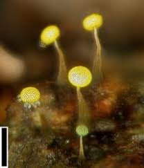 Attēlu rezultāti vaicājumam “Physarum viride stalked”