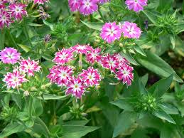 Image result for Phlox drummondii