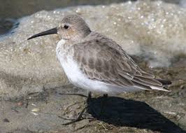 Attēlu rezultāti vaicājumam “Calidris alpina adult”
