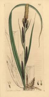 Attēlu rezultāti vaicājumam “Carex acutiformis flower”
