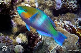 Image result for Scarus ferrugineus