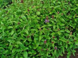 Attēlu rezultāti vaicājumam “Prunella vulgaris leaf”