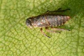 Attēlu rezultāti vaicājumam “Oncopsis sp.”