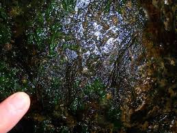 Attēlu rezultāti vaicājumam “Lemanea fluviatilis”